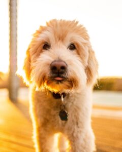 Goldendoodle